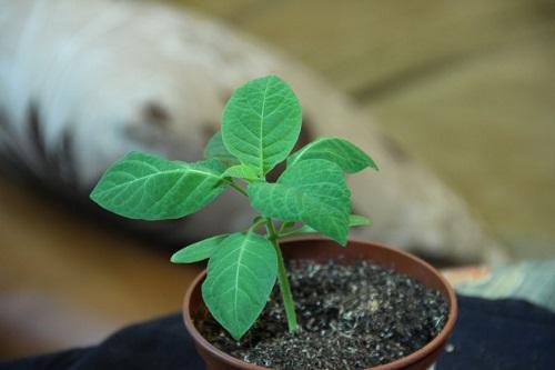 brugmansia siemenistä