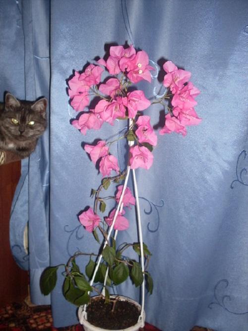 Bougainvillea
