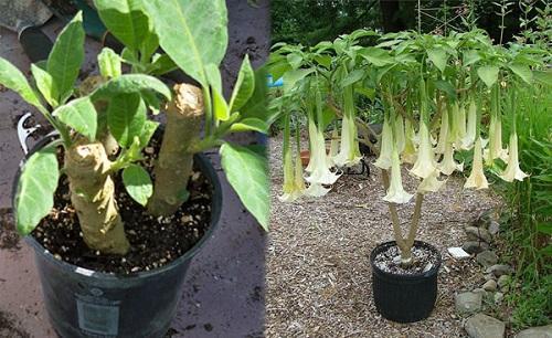 brugmansia-pistokkaat