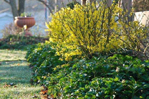 forsythia kukkii puutarhassa
