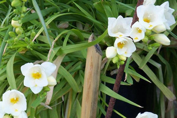freesia kukkii
