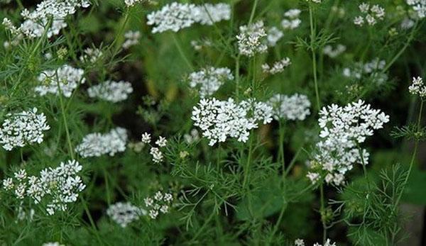 korianteri kukkii
