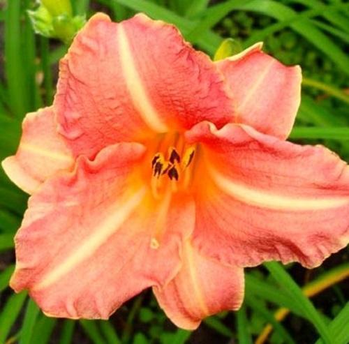 daylily kukka