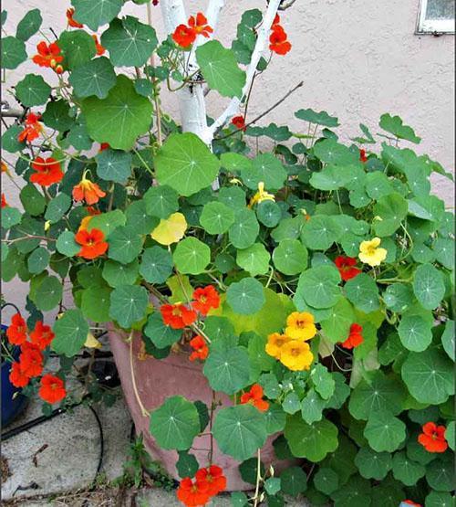 kukkiva nasturtium