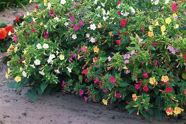 mirabilis kukkii