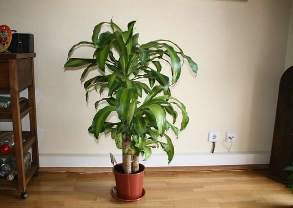 Dracaena Tuoksuva sisätiloissa