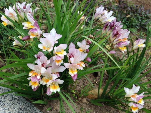 freesia heidän kesämökissään