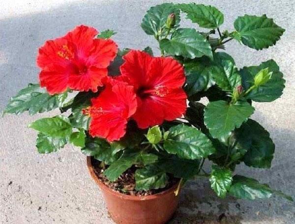 sisätiloissa oleva hibiscus