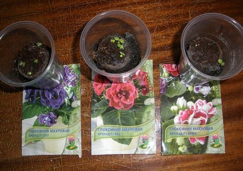 gloxinia siemenistä