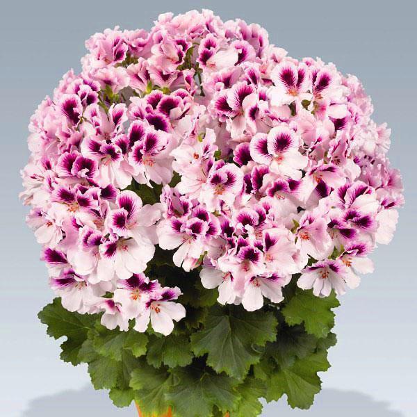 kuninkaallinen pelargonium