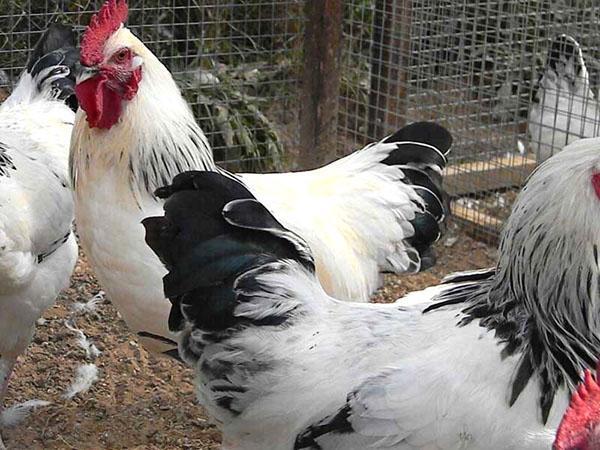 rodun kanat Adler hopea