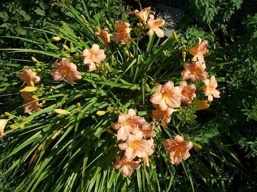 daylily childrance -festivaali