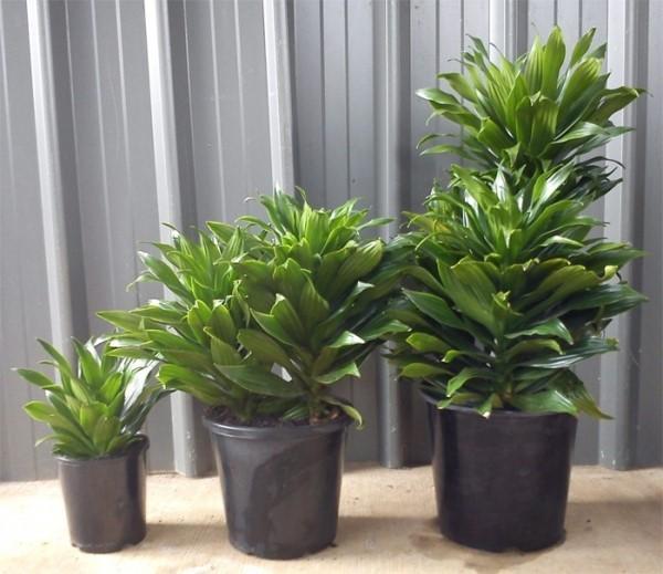 pienikokoinen dracaena-kompakti