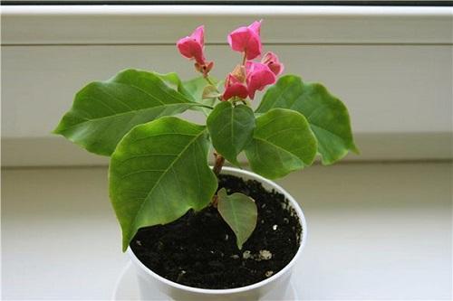nuori pensas