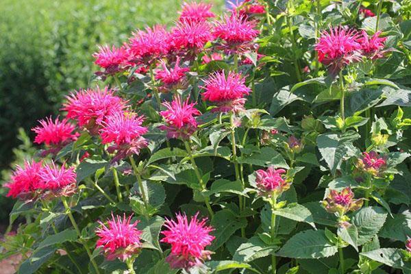 monarda violetti monivuotinen