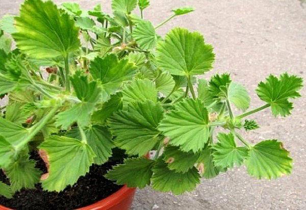 pelargonium ei kukki