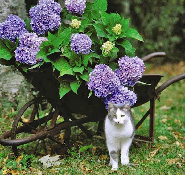 rehevä hortensia kukkii