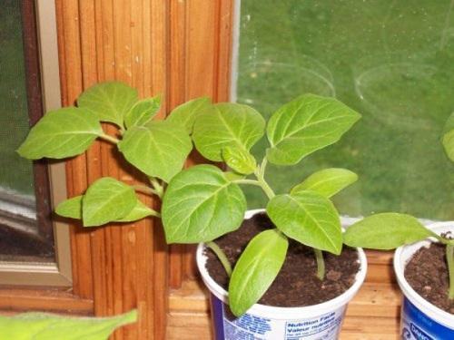 taimet brugmansia