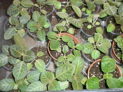 Gloxinia-taimet