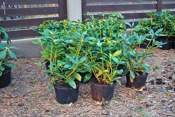 rhododendronien taimet