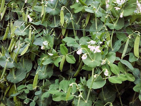 herneiden kypsyminen avoimessa puutarhassa