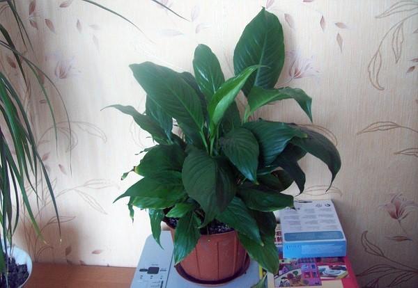 spathiphyllum kotona