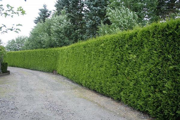 leikattu thuja-suojaus