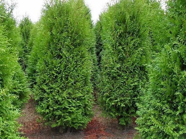 thuja brabant pensasaitaa varten