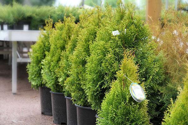 thuja pensasaitaan
