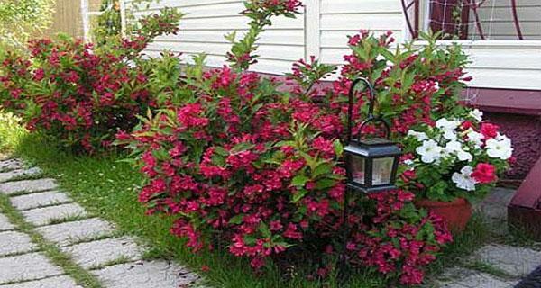 weigela puutarhassa