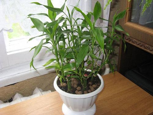 kasvava dracaena-hiomakone