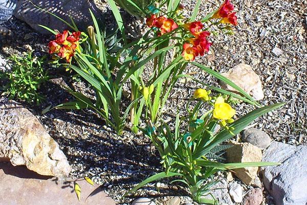 kasvava freesia avoimella kentällä