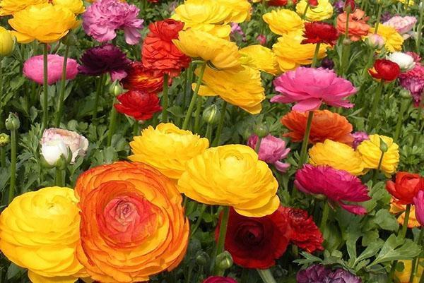 kirkas ranunculus