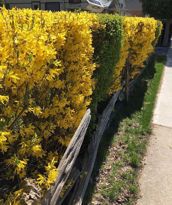 forsythia-suojaus