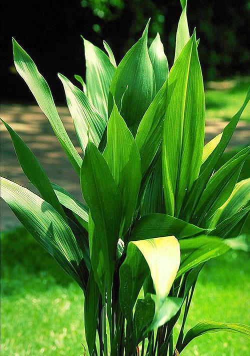 aspidistra puutarhassa