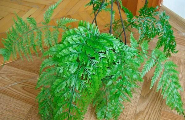 sipulia sisältävä asplenium