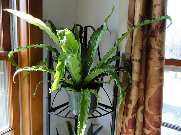 asplenium sisätiloissa