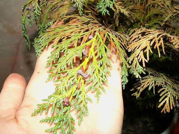 thuja-tauti