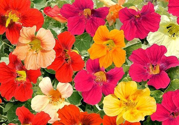 kukkiva nasturtium