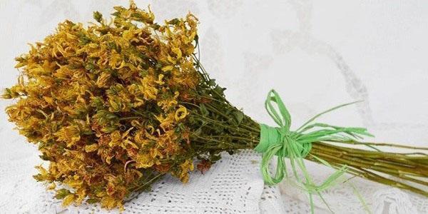 tinktuuran valmistukseen käytetään kuivattua ja tuoretta mäkikuismaa