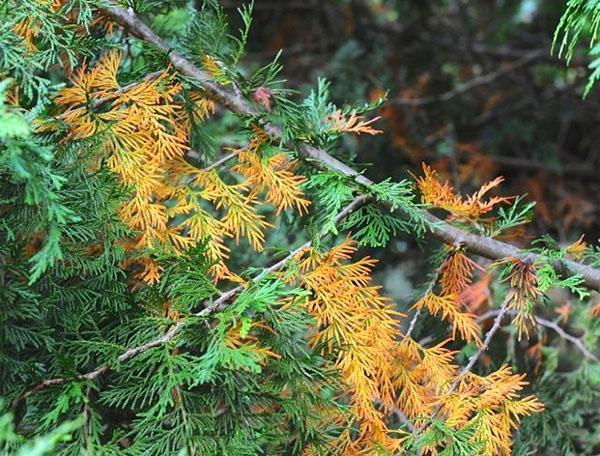 thuja-neulojen luonnollinen keltaisuus