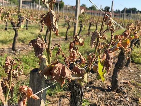 viinitarha on kuolemassa
