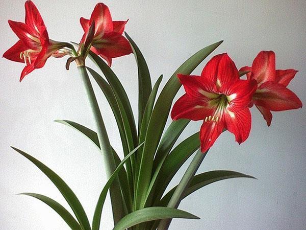 hippeastrum kotona