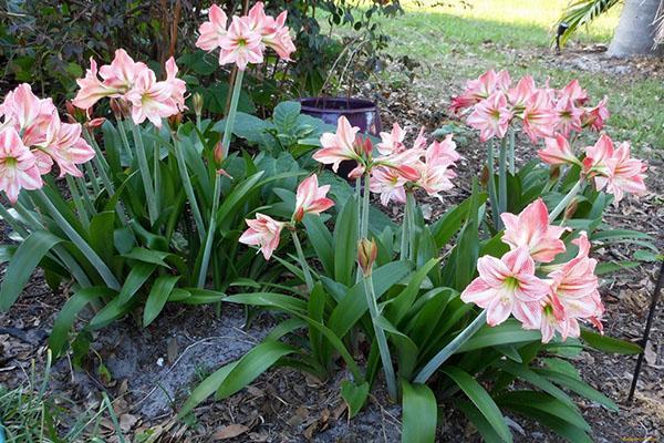 hippeastrum avoimella kentällä