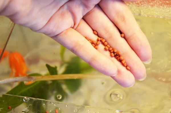 pelletoitu ruoka akvaariokaloille