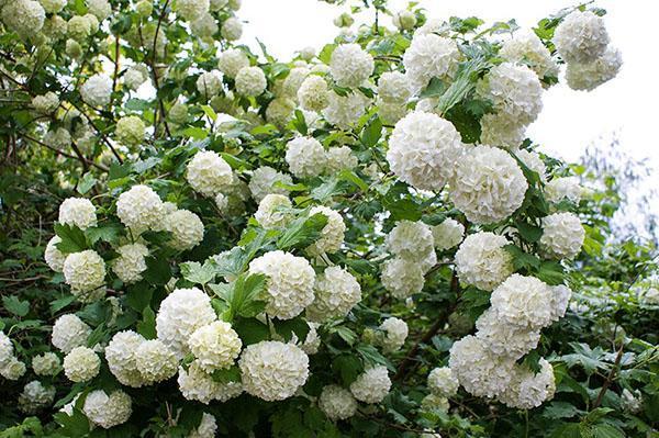 viburnum buldenezh puutarhassa