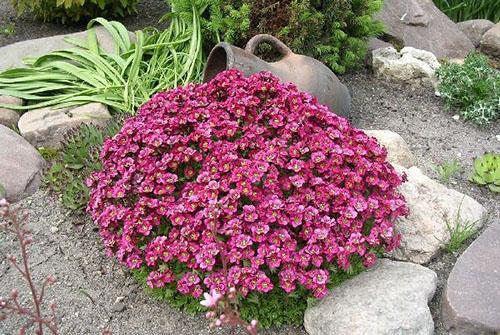 saxifrage alppilevyllä