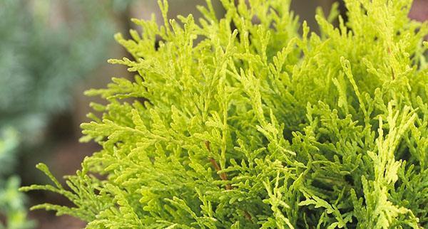 thuja kultaiset neulat Golden Glob