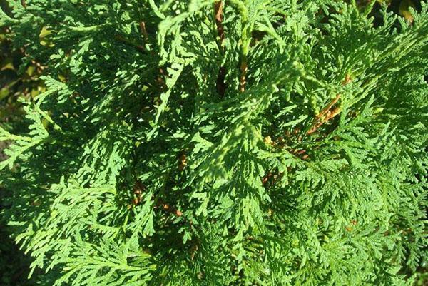 Thuja Smaragdin kruunu