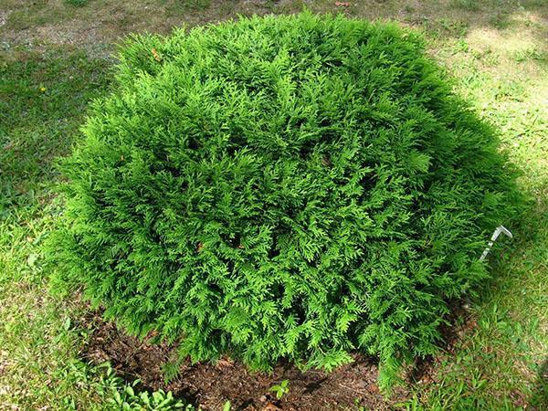 hitaasti kasvava thuja hoseri